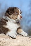 BERGER AUSTRALIEN PUPPIES 294
